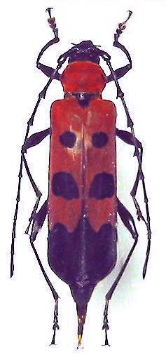 Eurybatus (Eurybatus) borneensis