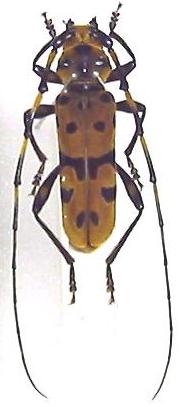 Eurybatus (Eurybatodes) bouvieri