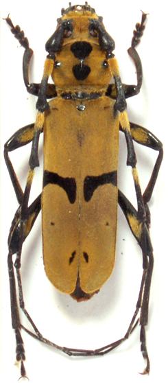 Eurybatus (Eurybatodes) bouvieri