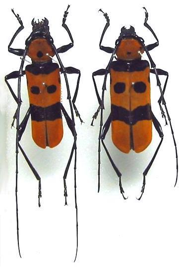 Eurybatus (Eurybatus) formosus