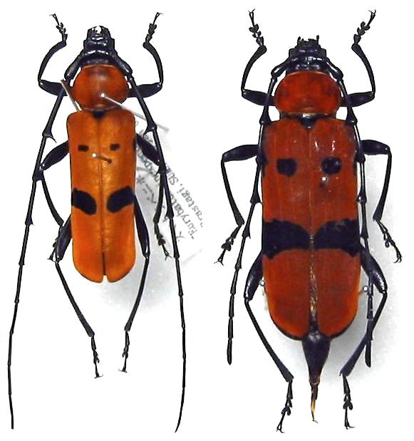 Eurybatus (Eurybatus) inexpectatus