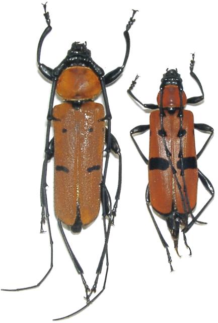 Eurybatus (Eurybatus) inexpectatus