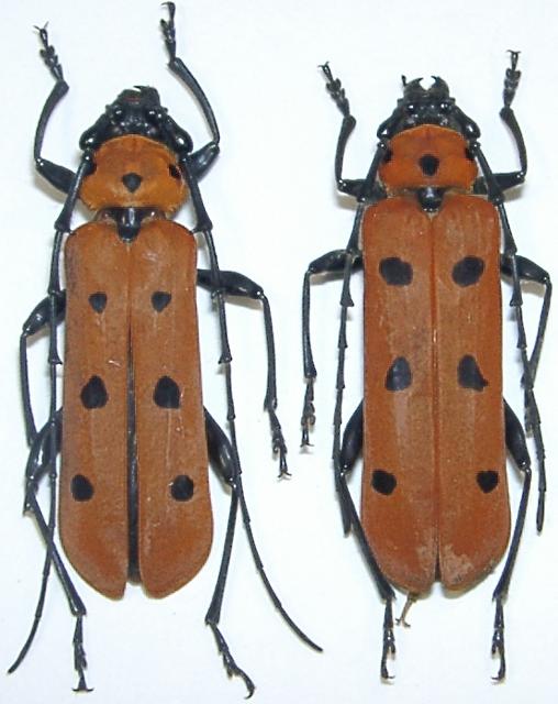 Eurybatus (Eurybatus) laetus