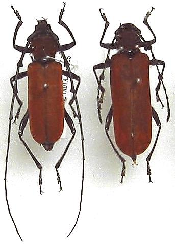 Eurybatus (Eurybatorosalia) lateritius