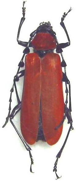 Eurybatus (Eurybatorosalia) lateritius