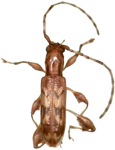 Plectromerus dentipes