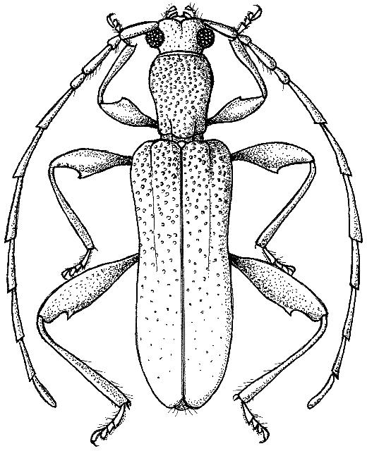 Plectromerus tertiarius
