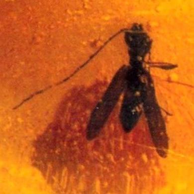 Plectromerus tertiarius