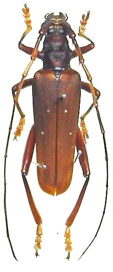 Dejanira quadripunctata