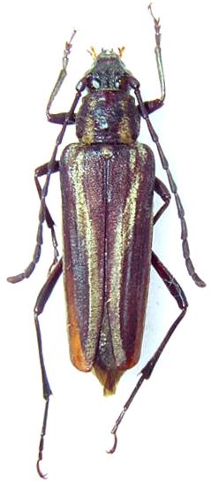 Distichocera fuliginosa