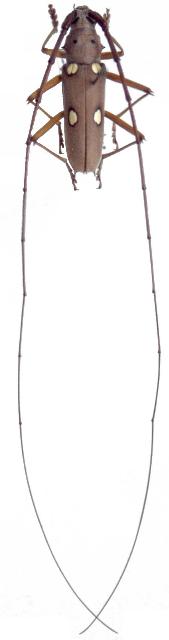 Eburia (Eleutho) consobrina