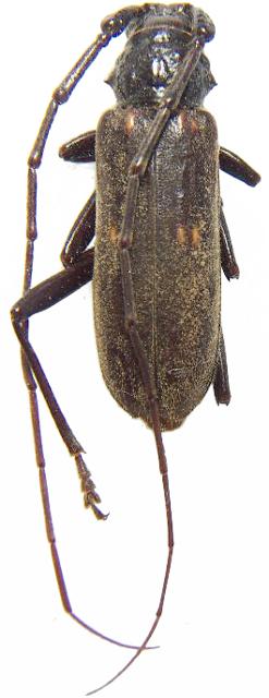 Eburia (Eburia) falli