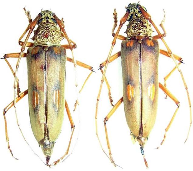 Susuacanga octoguttata