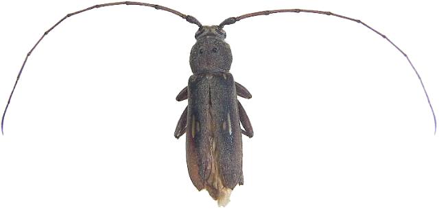 Eburia (Eburia) ovicollis