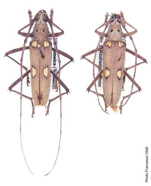 Eburia (Eburia) tetrastalacta