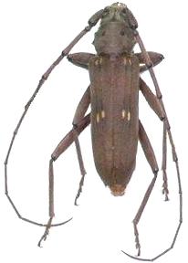 Eburia (Eburia) sordida