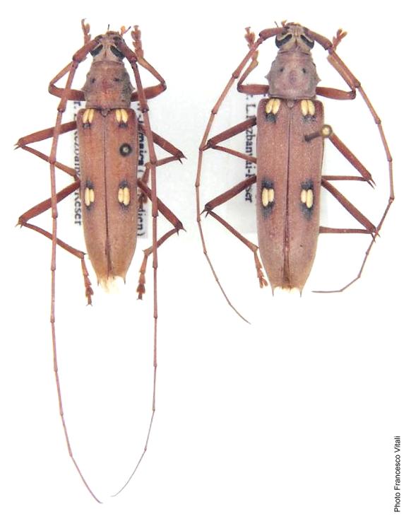 Eburia (Eburia) jamaicae