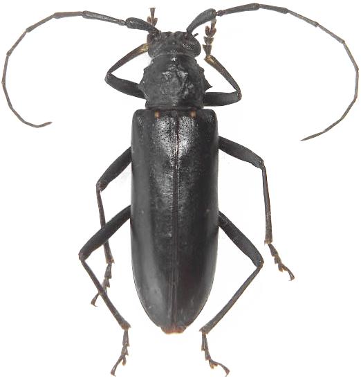 Eburia (Eburia) ulkei