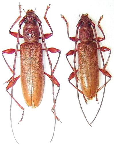 Allotraeus (Nysina) insularis