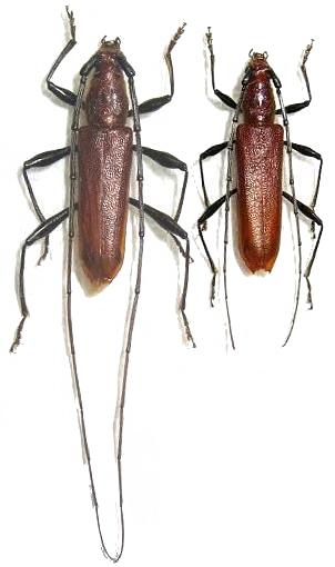 Allotraeus (Allotraeus) sphaerioninus