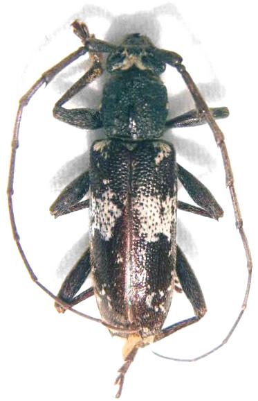Elaphidion mimeticum