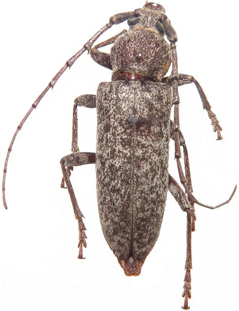 Enaphalodes cortiphagus