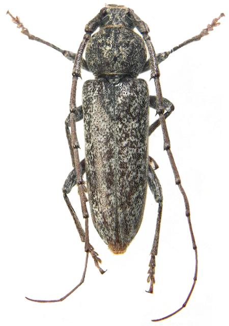 Enaphalodes cortiphagus