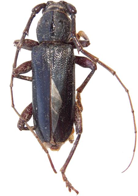 Enaphalodes seminitidus