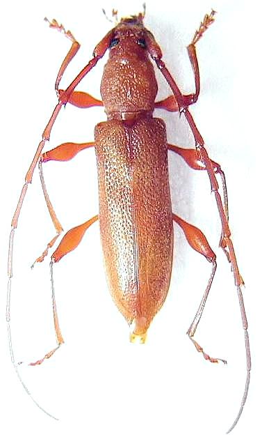 Allotraeus (Nysina) insularis