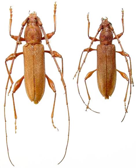 Allotraeus (Nysina) insularis