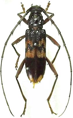Phoracantha semipunctata