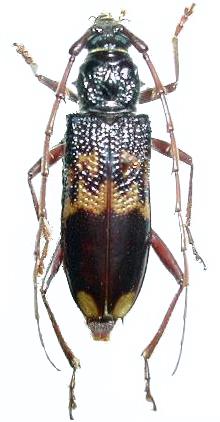 Phoracantha semipunctata