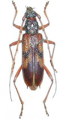 Phoracantha synonyma