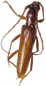 Stizocera laceyi