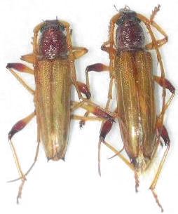 Stizocera plicicollis