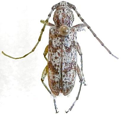Brothylus conspersus