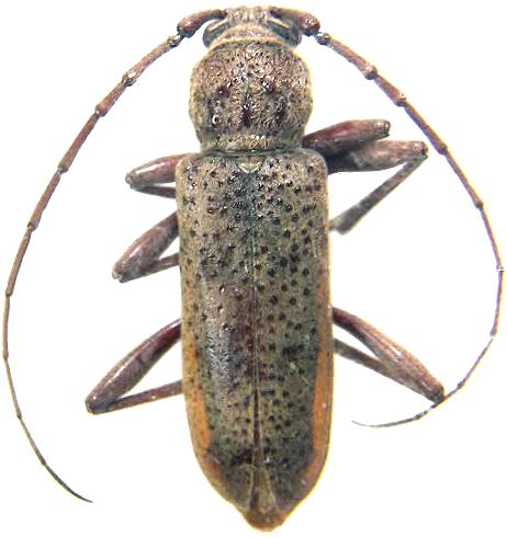 Brothylus gemmulatus