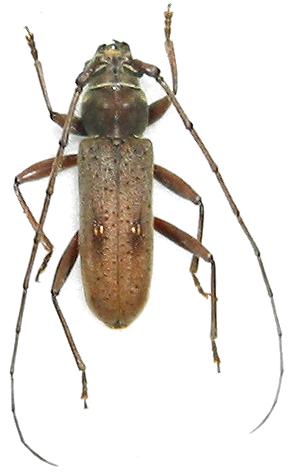 Gnatholea biseburata