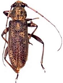 Stromatium longicorne