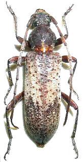 Trichoferus kotschyi