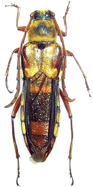 Hesthesis ferruginea