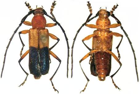 Pseudothonalmus woodleyi