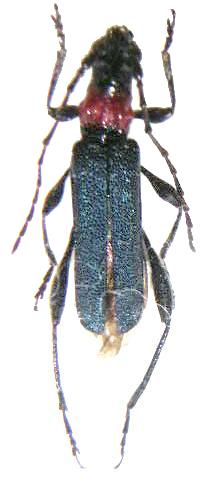 Callimus (Callimus) ruficollis
