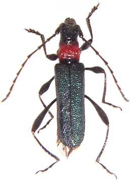 Callimus (Callimus) ruficollis