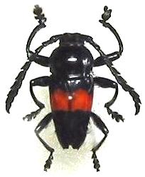 Lissonotus equestris