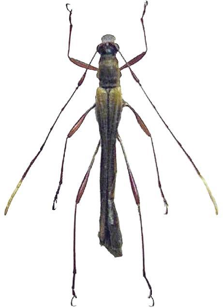 Enchoptera apicalis