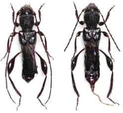 Epania septentrionalis