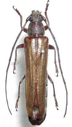 Neostenus saundersi