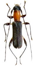 Pseudiphra elegans