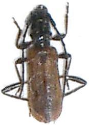 Stenhomalus bicolor